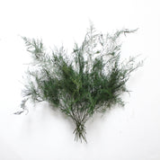 Roxanne's Dried Flowers - Fern - Preserved Plumosus: 2 oz / Evergreen