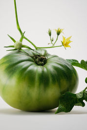 Maison Louis Marie Liane de Tomate Candle
