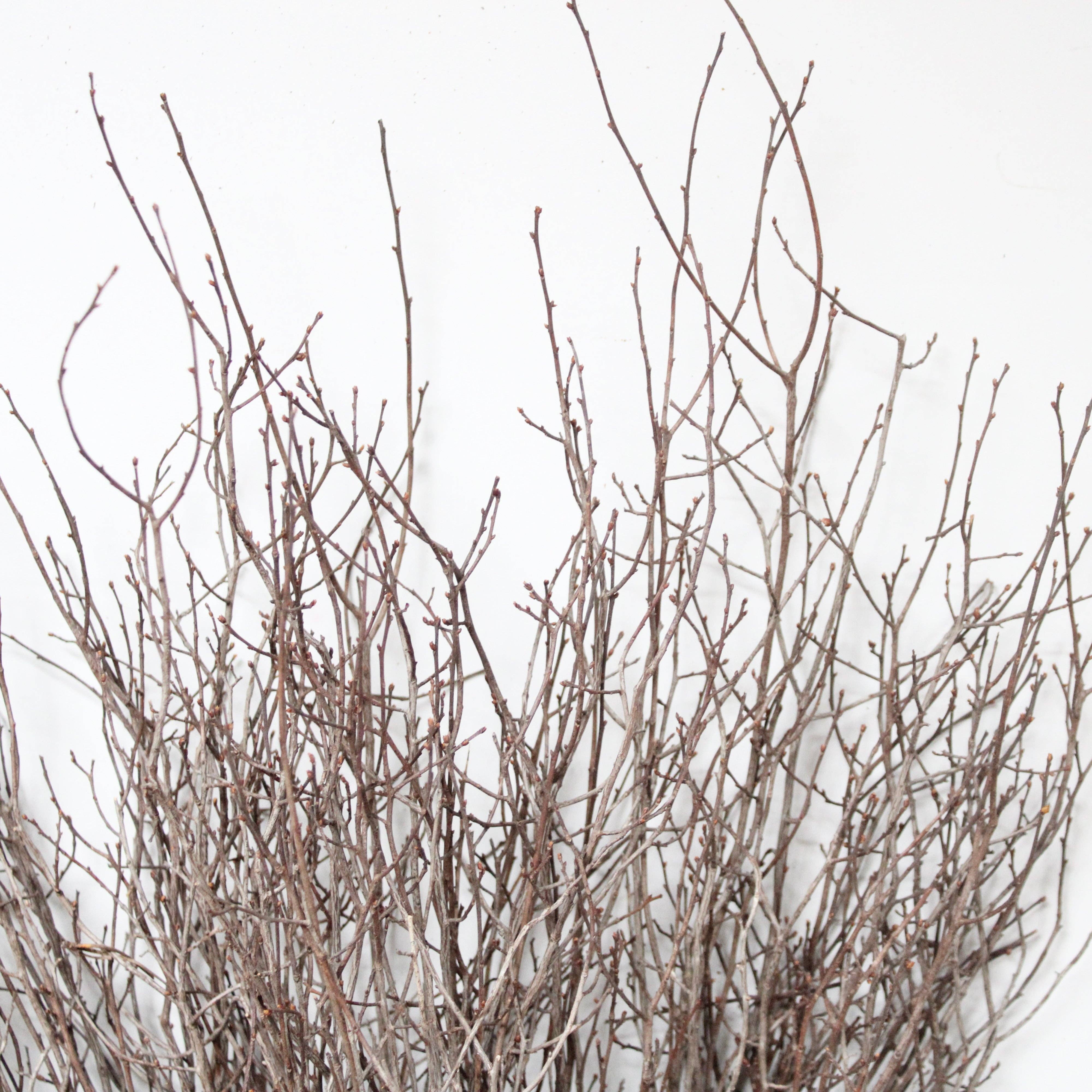 Roxanne's Dried Flowers - Sweet Huck Branches: 8 oz / Natural